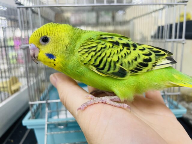 セキセイインコ