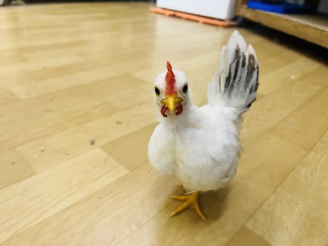 桂チャボ（カツラチャボ）