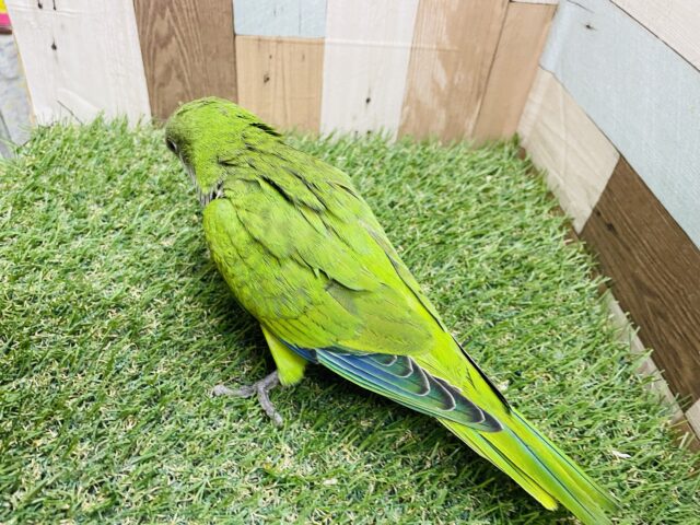 最新画像あります☆ヒナ餌卒業‼️上目遣いが可愛らしい!!オキナインコのグリーン! オキナインコ