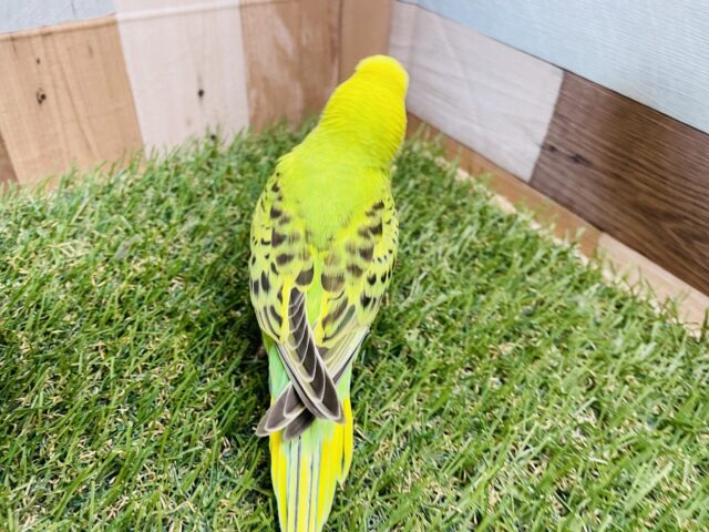 セキセイインコ