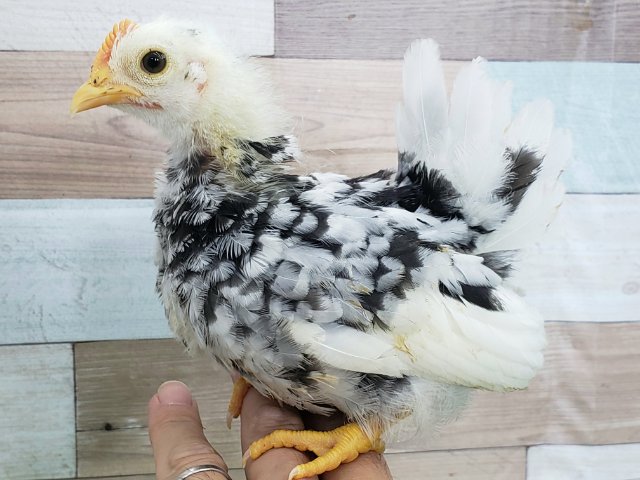 碁石チャボ（ゴイシチャボ）