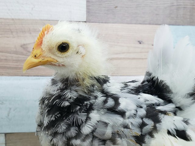 碁石チャボ（ゴイシチャボ）