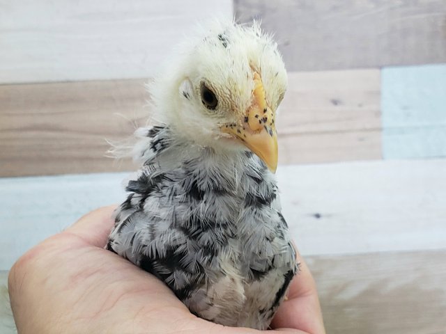 碁石チャボ（ゴイシチャボ）