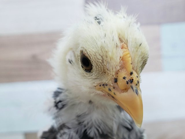 碁石チャボ（ゴイシチャボ）