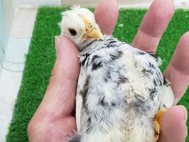 碁石チャボ（ゴイシチャボ）