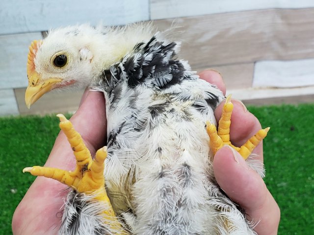 碁石チャボ（ゴイシチャボ）