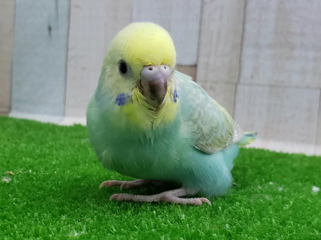 セキセイインコ