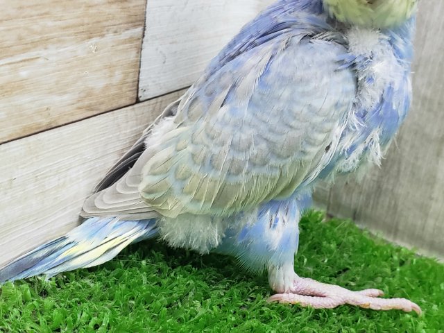 セキセイインコ