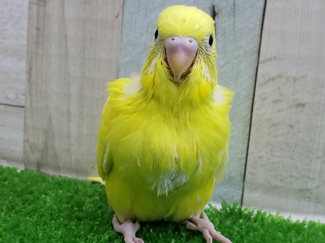 セキセイインコ