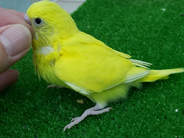 セキセイインコ