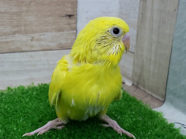セキセイインコ