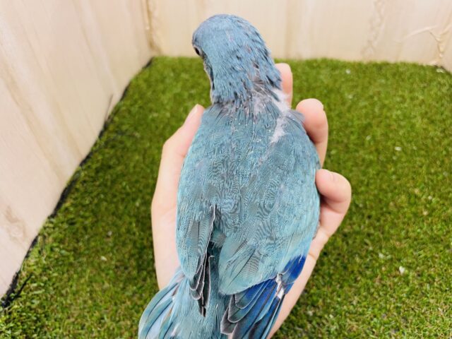 オキナインコ