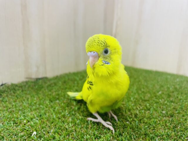 セキセイインコ