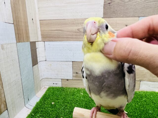 オカメインコ