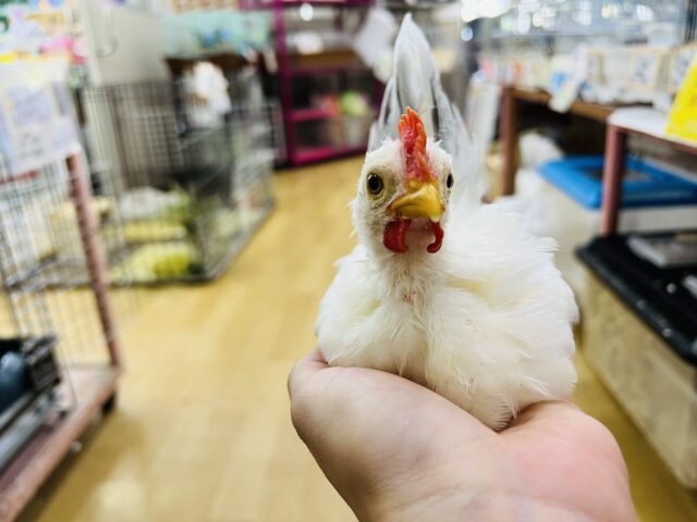 桂チャボ（カツラチャボ）