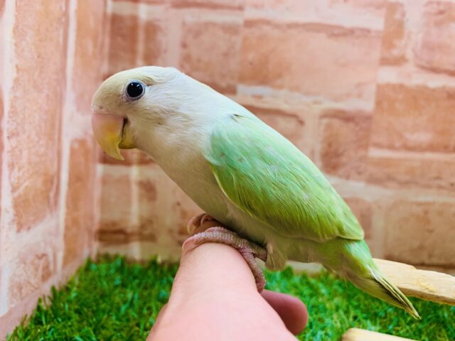 コザクラインコ（小桜インコ）