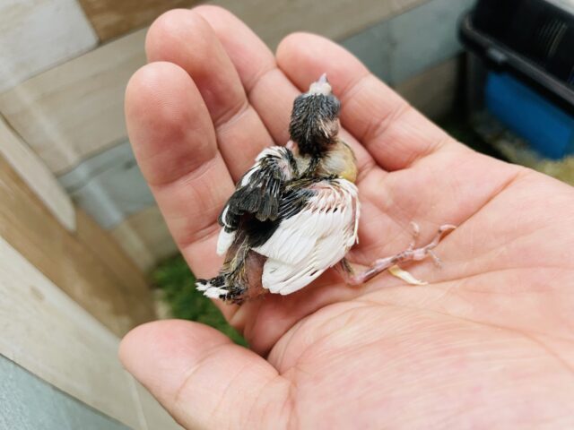 十姉妹（ジュウシマツ）