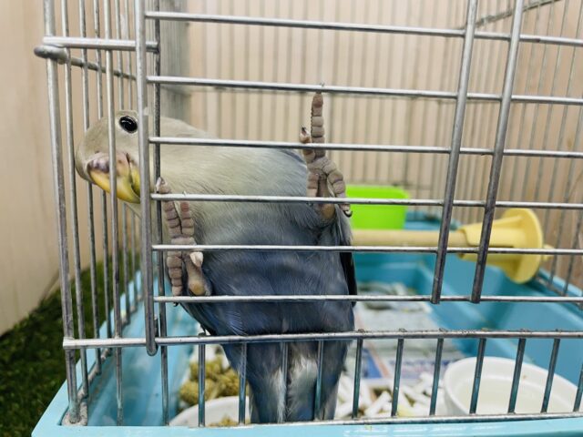 コザクラインコ（小桜インコ）