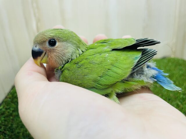 コザクラインコ（小桜インコ）