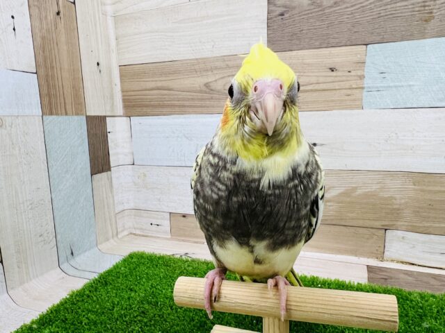 オカメインコ