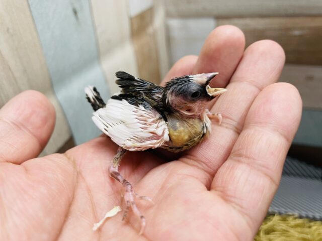 十姉妹（ジュウシマツ）