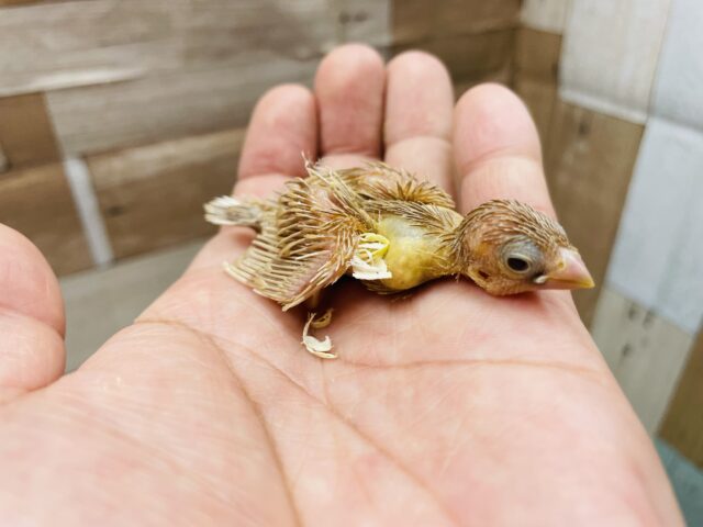 十姉妹（ジュウシマツ）