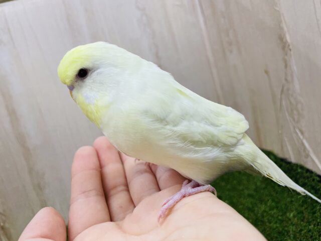 ジャンボセキセイインコ