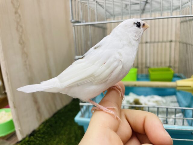 十姉妹（ジュウシマツ）