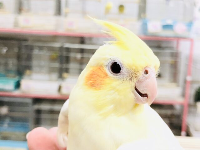 オカメインコ