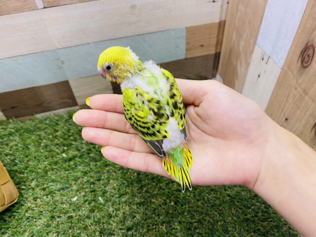 セキセイインコ