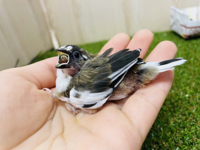 十姉妹（ジュウシマツ）