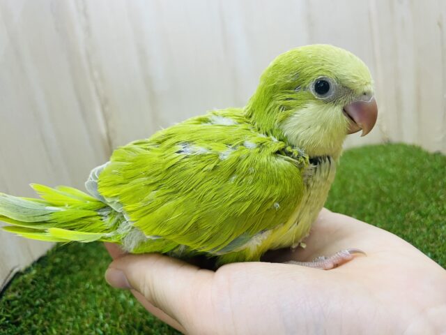 オキナインコ
