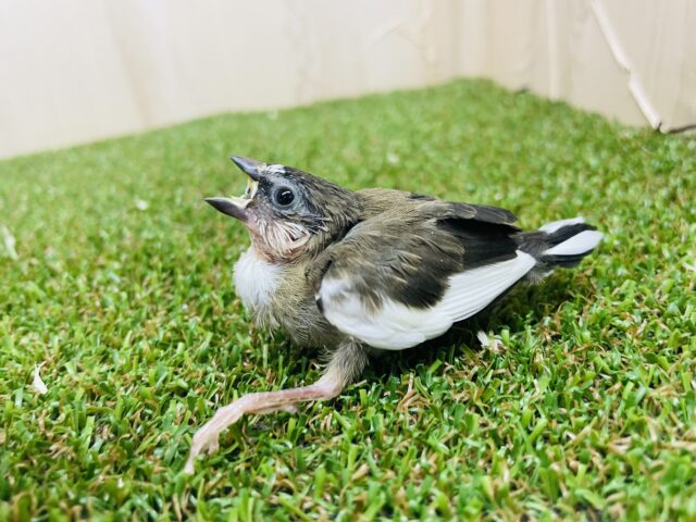 十姉妹（ジュウシマツ）