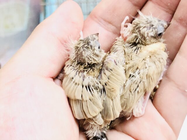 錦花鳥（キンカチョウ）