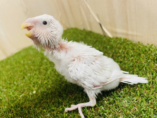 セキセイインコ