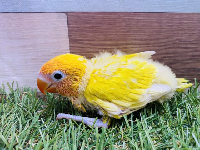 ヤマブキボタンインコ