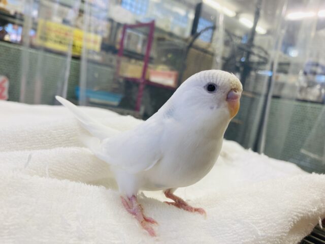 セキセイインコ