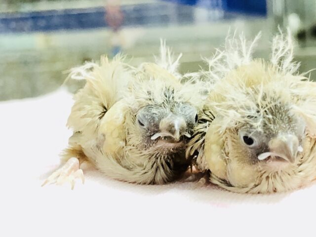 錦花鳥（キンカチョウ）