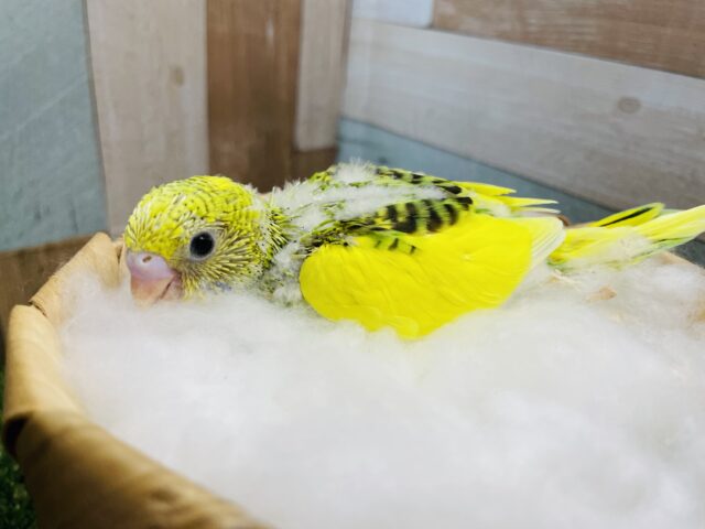 セキセイインコ