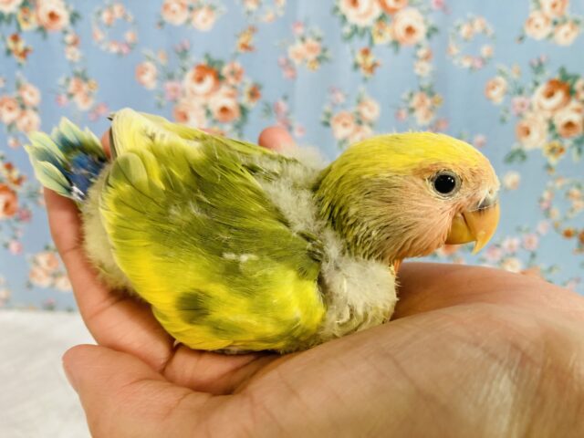 コザクラインコ（小桜インコ）