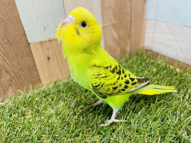 セキセイインコ