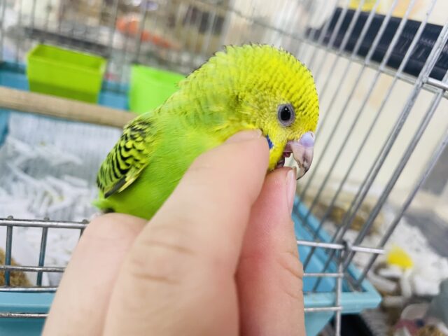 セキセイインコ
