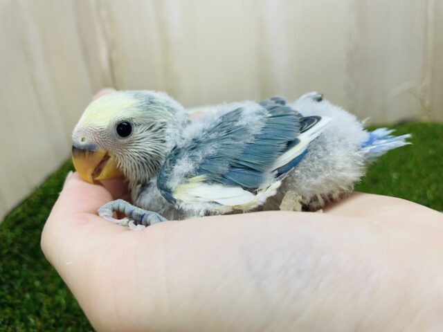 コザクラインコ（小桜インコ）
