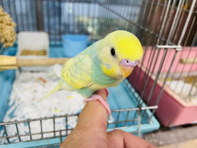 セキセイインコ