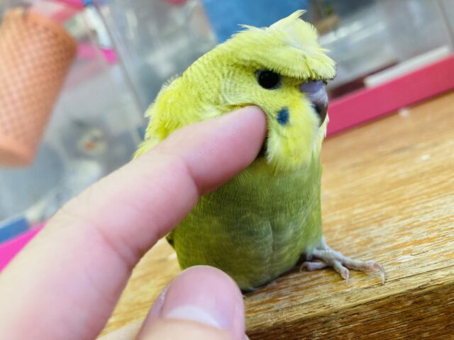 羽衣セキセイインコ