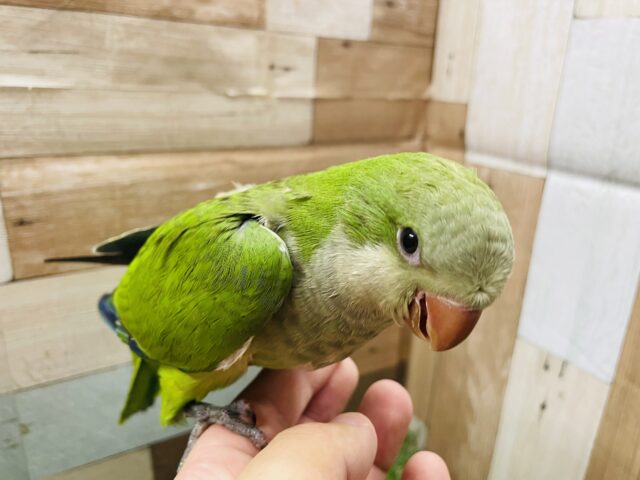 オキナインコ