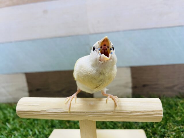 最新画像有り!サンサン☀️イエローの可愛いコ!!コキンチョウのイエロー! コキンチョウ