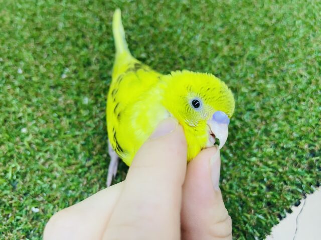 セキセイインコ