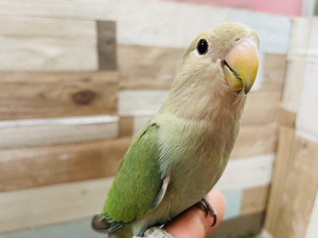 コザクラインコ（小桜インコ）