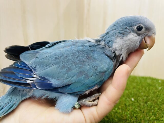 オキナインコ